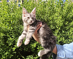Кошки в Санкт-Петербурге: котенок Мейн кун из питомника Девочка, 80 000 руб. - фото 2