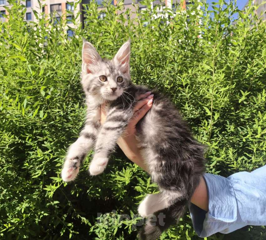 Кошки в Санкт-Петербурге: котенок Мейн кун из питомника Девочка, 80 000 руб. - фото 2