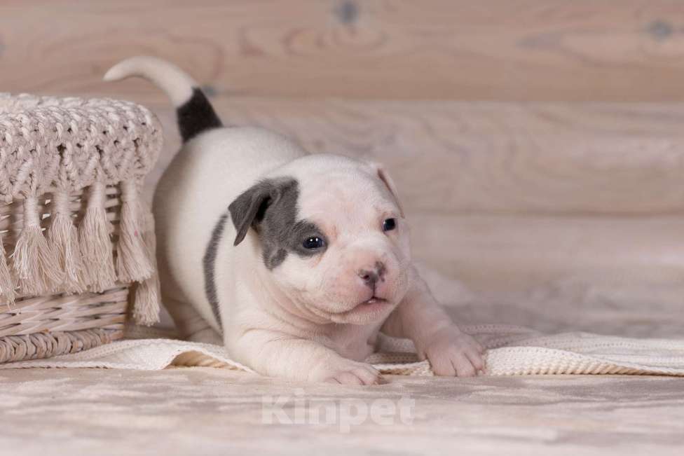 Собаки в Королеве: Американский булли стандарт Девочка, 150 000 руб. - фото 2