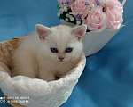 Кошки в Уфе: британский короткошерстный котенок Мальчик, Бесплатно - фото 4