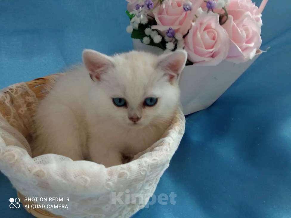 Кошки в Уфе: британский короткошерстный котенок Мальчик, Бесплатно - фото 4