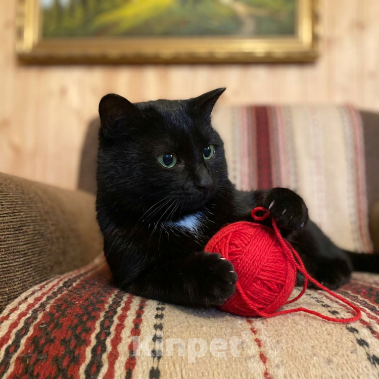 Кошки в Москве: кот Шарфик в добрые руки Мальчик, Бесплатно - фото 4