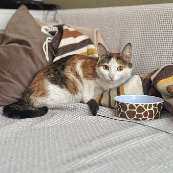 Объявление: смешная кошка Шпуля ищет дом, Бесплатно, Москва