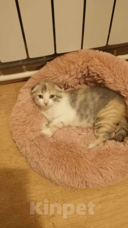 Кошки в Мытищах: Продаю котенка Девочка, 1 500 руб. - фото 4