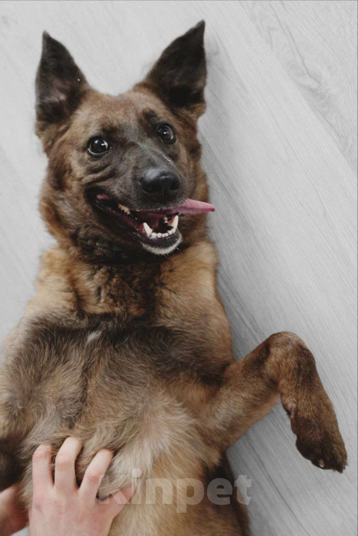 Собаки в Москве: Флая – преданная душа, пережившая предательство Девочка, Бесплатно - фото 3