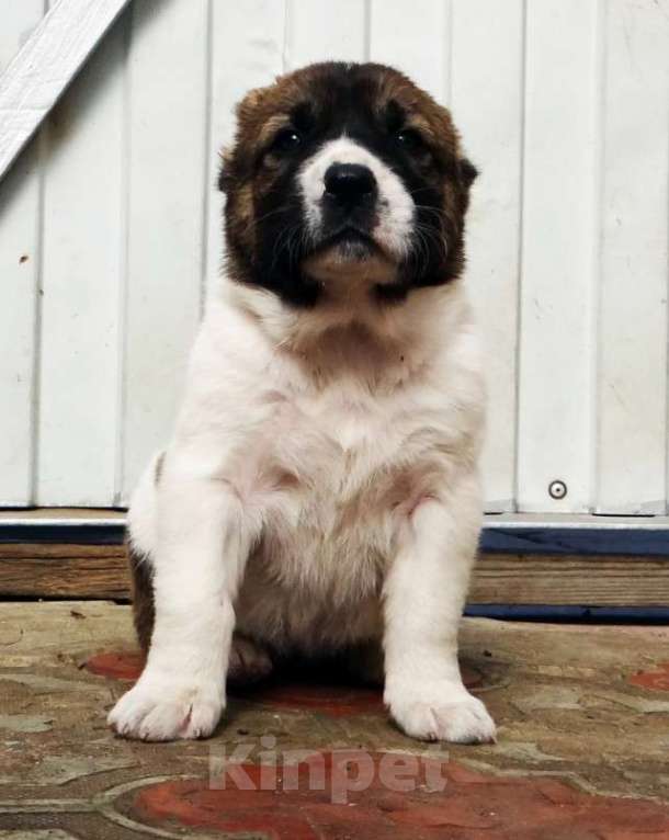 Собаки в Екатеринбурге: Среднеазиатская овчарка (алабай) Девочка, 40 000 руб. - фото 4