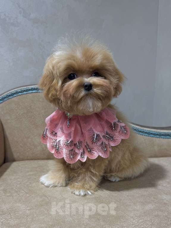 Собаки в Москве: Продается щенок Мальтипу девочка Девочка, 140 000 руб. - фото 2