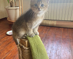 Кошки в других городах Башкортостана: Гладкошерстный мальчик Мальчик, 9 000 руб. - фото 2