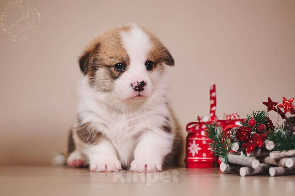 Собаки в Москве: Щенки вельш корги пемброк в поиске своих лучших семей. Мальчик, Бесплатно - фото 8