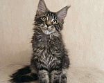 Кошки в Тюмени: Котята мейн-кун с документами Мальчик, 25 000 руб. - фото 4