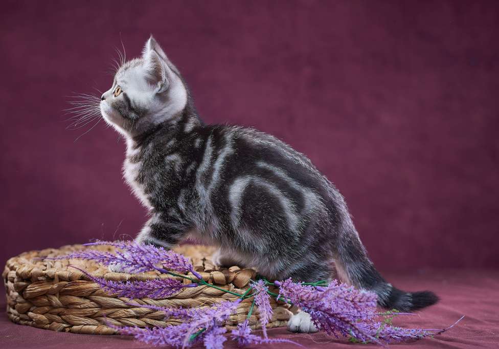 Кошки в Барнауле: Котик-страйт Тамерлан💚 Мальчик, Бесплатно - фото 4