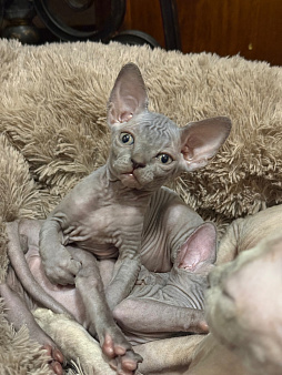 Канадский сфинкс котенок девочка