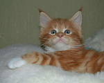 Кошки в Железногорске: Котята Мейн Кун, 5 000 руб. - фото 3