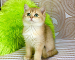 Кошки в Касимове: Девочки Bri Ny11 Девочка, 50 000 руб. - фото 3