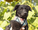 Собаки в Москве: Черный щенок Трюфель в добрые руки Мальчик, 100 руб. - фото 1