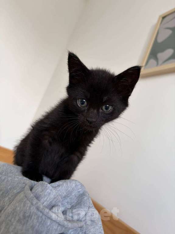 Кошки в Москве: Пикси и Кексик ищут свои семьи Разнополые, Бесплатно - фото 7