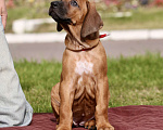 Собаки в Москве: Девочка родезийский риджбек  Девочка, Бесплатно - фото 1