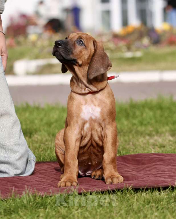 Собаки в Москве: Девочка родезийский риджбек  Девочка, Бесплатно - фото 1