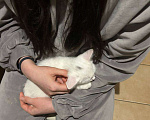 Кошки в Москве: Котёнок в добрые руки 2 месяца  Девочка, Бесплатно - фото 2