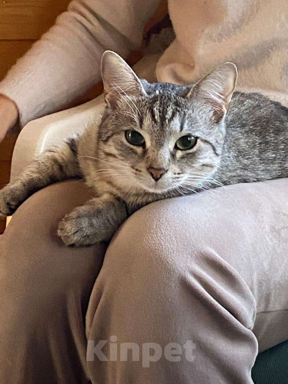 Кошки в Москве: Грейс (почти Келли) Девочка, Бесплатно - фото 2