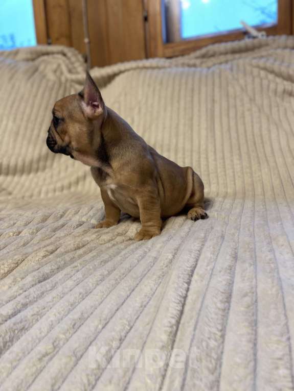 Собаки в Санкт-Петербурге: Супер девочка французского бульдога  Девочка, 40 000 руб. - фото 9