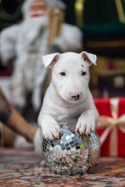 Собаки в Москве: Бультерьер стандартный, щенок  Мальчик, Бесплатно - фото 8