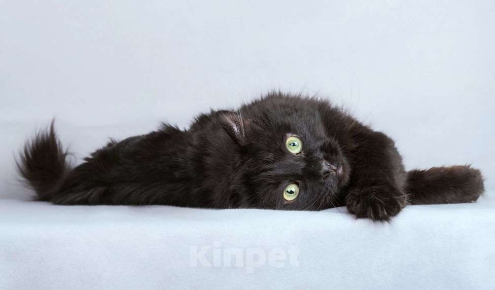 Кошки в Москве: Ласковый чёрный пушистый котик Хеликс Мальчик, Бесплатно - фото 5