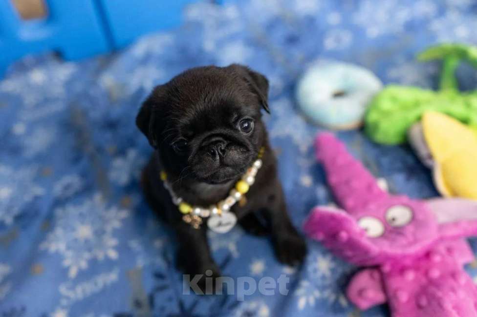 Собаки в Ореховом-Зуево: Очаровательная малышка ищет любящую семью! Девочка, 60 000 руб. - фото 1