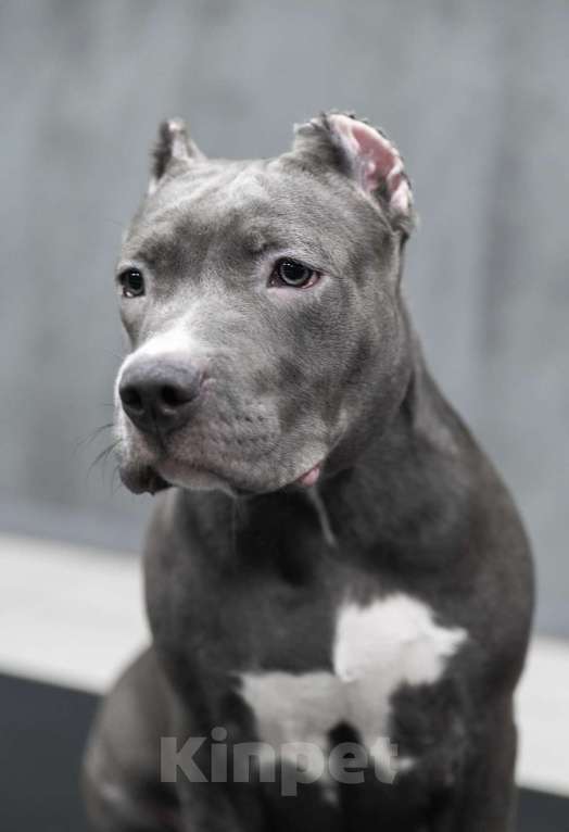 Собаки в Мурманске: Американский булли Девочка, 90 000 руб. - фото 2