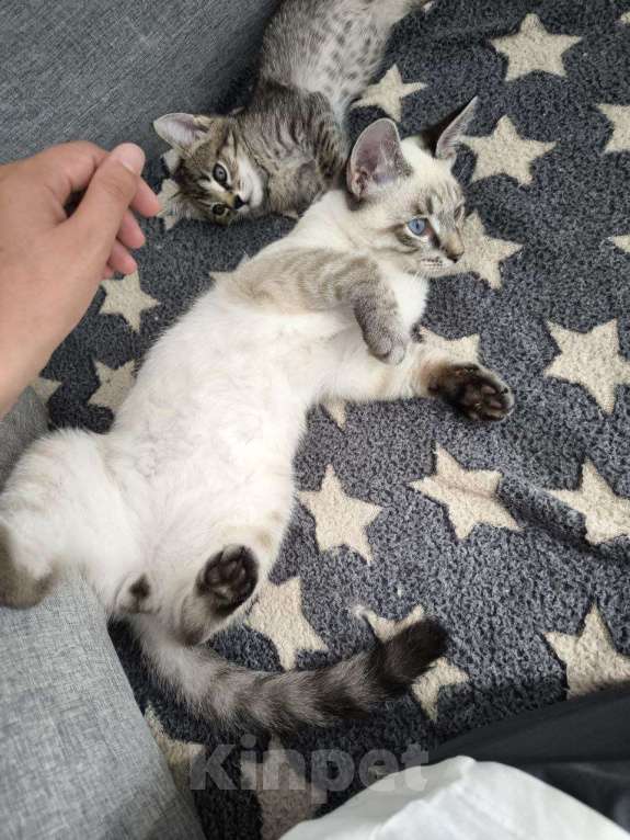 Кошки в Москве: Тайский котенок Пацан в добрые руки Мальчик, 1 руб. - фото 3