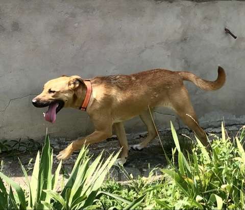 Собаки в Санкт-Петербурге: Красивая Марта Девочка, Бесплатно - фото 6