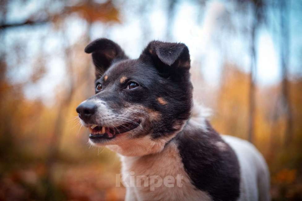 Собаки в Москве: Йоко Девочка, Бесплатно - фото 4