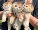 Кошки в Домодедово: 🐾 КОТЯТА ПОРОДЫ СКОТИШ-ФОЛД! 🐾 Разнополые, 35 000 руб. - фото 1