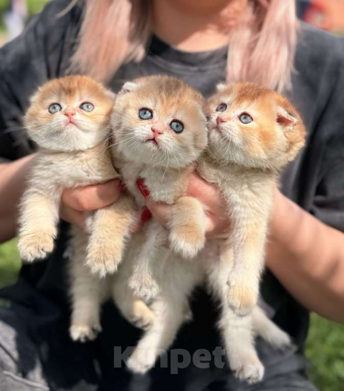 Кошки в Домодедово: 🐾 КОТЯТА ПОРОДЫ СКОТИШ-ФОЛД! 🐾 Разнополые, 35 000 руб. - фото 1