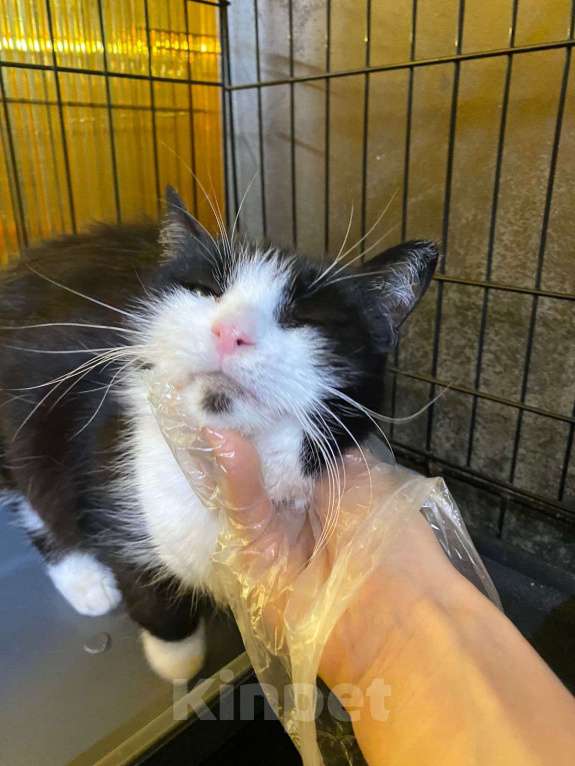 Кошки в Москве: А вы любите чёрно-белое кино?  Девочка, Бесплатно - фото 4