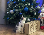 Кошки в Санкт-Петербурге: Отдам кошечку в добрые руки  Девочка, Бесплатно - фото 6