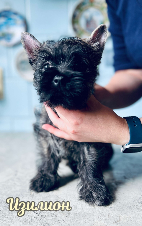 Собаки в Нижнем Новгороде: Керн-терьер Изилион Мальчик, 90 000 руб. - фото 3