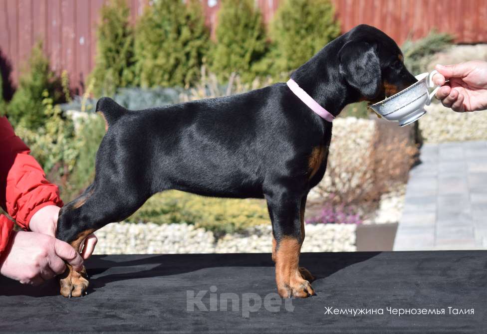 Собаки в Воронеже: Щенки добермана ркф Мальчик, 100 000 руб. - фото 10