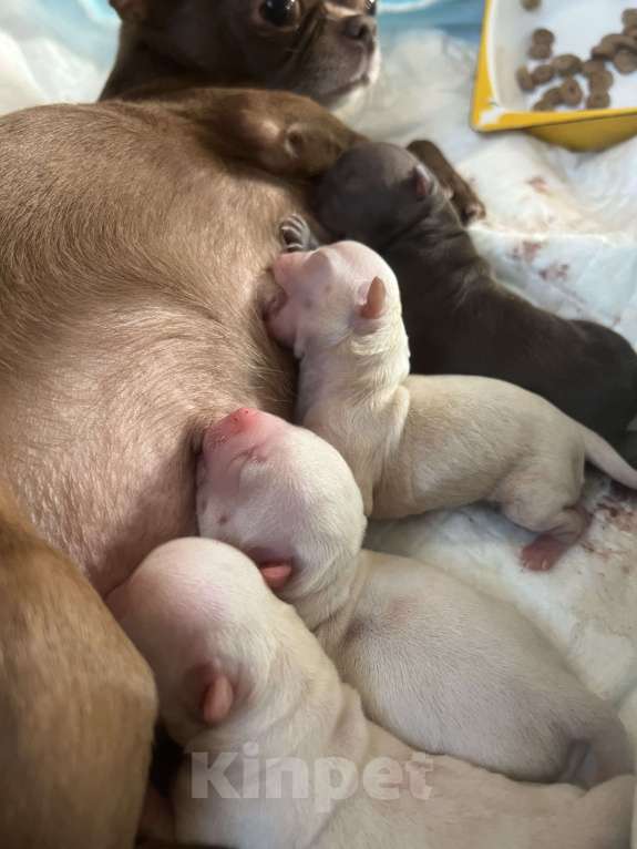 Собаки в Санкт-Петербурге: Щенки чихуа Девочка, 45 000 руб. - фото 3