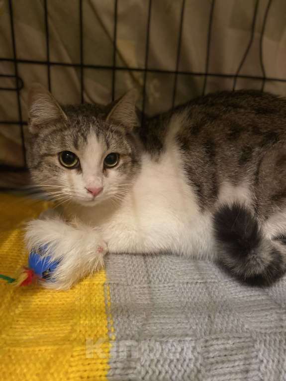 Кошки в Москве: Машенька Девочка, Бесплатно - фото 9