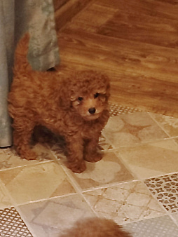 Щенки той пуделя