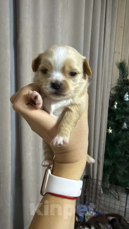 Собаки в других городах Московской области: Мальчик чихуахуа Габриель Мальчик, 60 000 руб. - фото 2