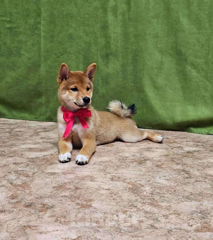 Собаки в Красноярске: Поодам Девочка, 40 000 руб. - фото 1