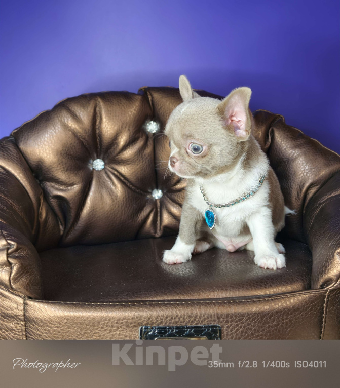 Собаки в Москве: Лиловые чудо мальчик чихуахуа  Мальчик, Бесплатно - фото 7