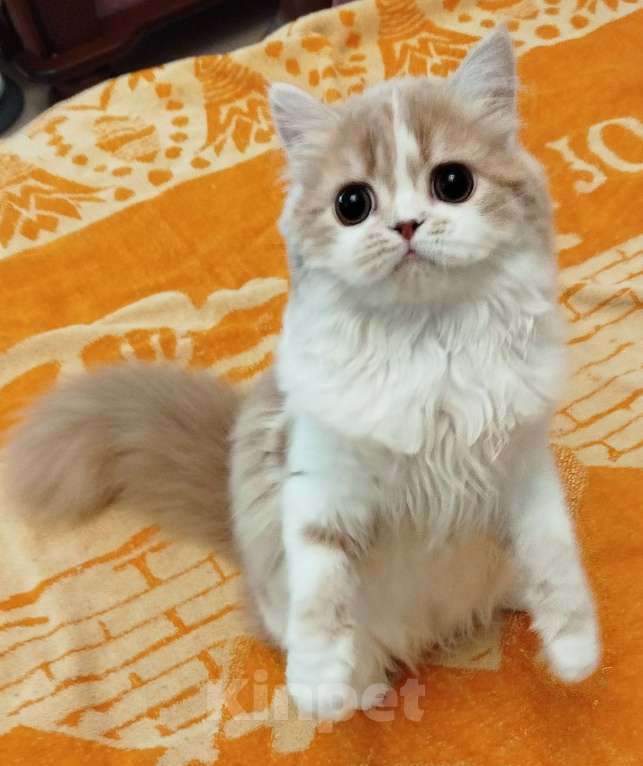 Кошки в Валдае: Кошечка- принцесса из помета победителя выставки Девочка, 30 000 руб. - фото 5