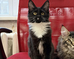 Кошки в Кемерово: Котенок Мейн-кун Девочка, 25 000 руб. - фото 2