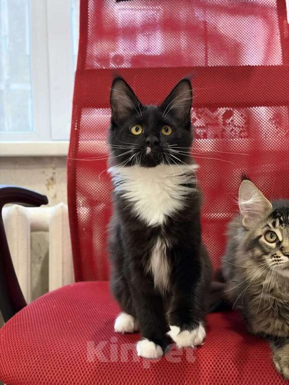 Кошки в Кемерово: Котенок Мейн-кун Девочка, 25 000 руб. - фото 2