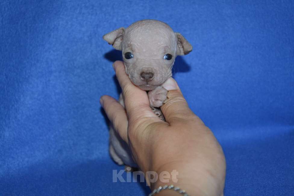 Собаки в Москве: Щенки американского голого терьера  Мальчик, 30 000 руб. - фото 2