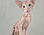 Кошки в Санкт-Петербурге: Ориентальный котенок Мальчик, Бесплатно - фото 2