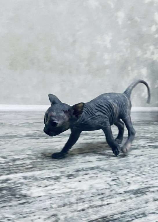 Кошки в Кашире: Канадский сфинкс Мальчик, 23 000 руб. - фото 7